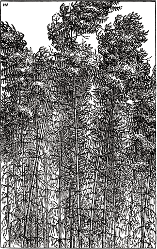 Jacques Hnizdovsky, Forest, woodcut, 1944