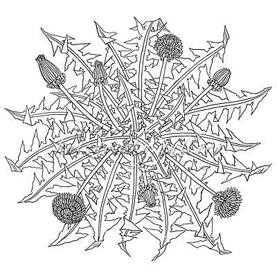 Jacques Hnizdovsky, #364 Dandelion, etching, 1971, 6.25" x 6.875" (image size)