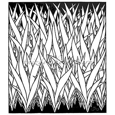 Jacques Hnizdovsky, #153 Iris on Black, linocut, 1973, 18.125" x 16" (image size)
