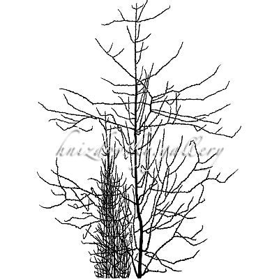 Jacques Hnizdovsky, #028 Trees, woodcut, 1960, 18.125" x 13" (image size)