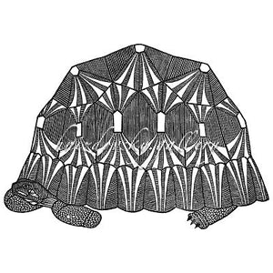 Jacques Hnizdovsky, #036a Turtle II, woodcut, 1962, 16" x 23" (image size)
