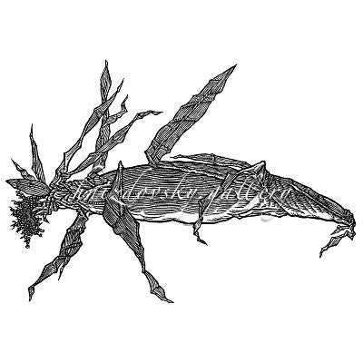 Jacques Hnizdovsky, #071 Ear of Corn, woodcut, 1967, 9.5" x 14" (image size)