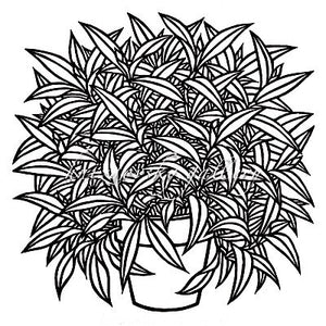 Jacques Hnizdovsky, #121 Zebrina, woodcut, 1972, 6.75" x 6.75" (image size)