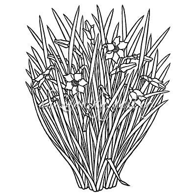 Jacques Hnizdovsky,  #159 Narcissus, woodcut, 1973, 13" x 10" (image size)